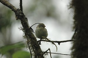 Finch, Small Tree, 2004-11035463